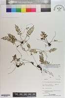 登錄號:P021069藏品圖，第1張