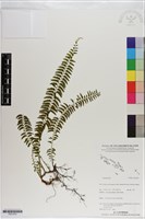 登錄號:P021070藏品圖，第1張