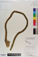 登錄號:P021072藏品圖，第1張