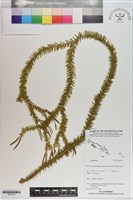 登錄號:P021073藏品圖，第1張