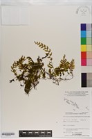 南洋厚壁蕨藏品圖，第1張