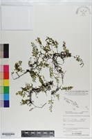 厚邊蕨藏品圖，第1張