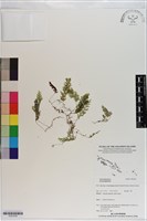 登錄號:P021076藏品圖，第1張