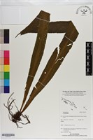 登錄號:P021077藏品圖，第1張