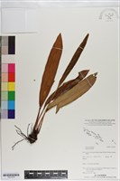 登錄號:P021078藏品圖，第1張