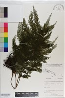 登錄號:P021079藏品圖，第1張