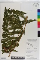 登錄號:P021081藏品圖，第1張