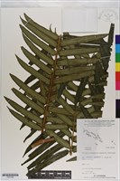 登錄號:P021082藏品圖，第1張