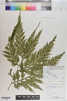 登錄號:P021083藏品圖，第1張