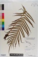 登錄號:P021084藏品圖，第1張