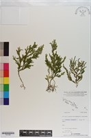 登錄號:P021086藏品圖，第1張