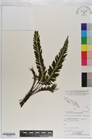 菲律賓厚葉蕨藏品圖，第1張