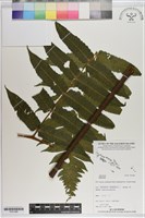 登錄號:P021088藏品圖，第1張