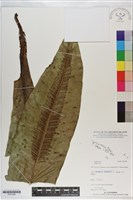 登錄號:P021090藏品圖，第1張