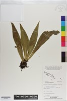 水芋葉車前、美葉車前蕨藏品圖，第1張