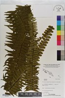 登錄號:P021093藏品圖，第1張