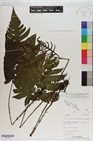 登錄號:P021094藏品圖，第1張