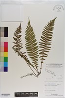 登錄號:P021095藏品圖，第1張