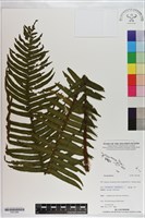 登錄號:P021096藏品圖，第1張