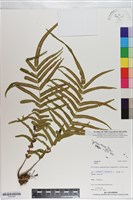 登錄號:P021097藏品圖，第1張