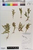 登錄號:P021098藏品圖，第1張