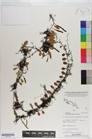 登錄號:P021100藏品圖，第1張