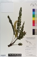 登錄號:P021101藏品圖，第1張