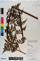 登錄號:P021102藏品圖，第2張