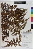 登錄號:P021102藏品圖，第3張