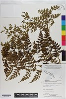 登錄號:P021102藏品圖，第4張