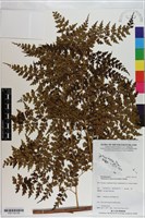 登錄號:P021102藏品圖，第5張