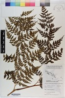 登錄號:P021102藏品圖，第6張