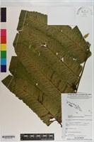 多生菜蕨藏品圖，第1張