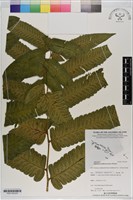 多生菜蕨藏品圖，第2張