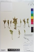 登錄號:P021104藏品圖，第1張