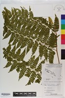 登錄號:P021105藏品圖，第1張