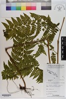 登錄號:P021105藏品圖，第2張