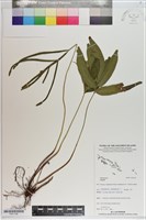 登錄號:P021106藏品圖，第1張