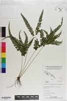 登錄號:P021107藏品圖，第1張