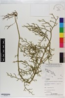 登錄號:P021109藏品圖，第1張