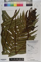 登錄號:P021110藏品圖，第1張