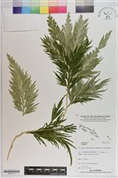 登錄號:P021111藏品圖，第1張