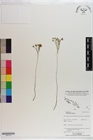 分枝莎草蕨藏品圖，第1張