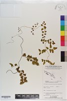 小葉海金沙藏品圖，第1張