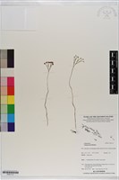 分枝莎草蕨藏品圖，第1張