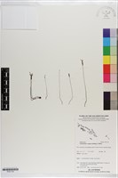 登錄號:P021118藏品圖，第1張