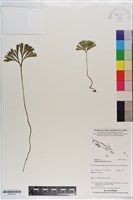 分枝莎草蕨藏品圖，第1張
