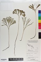 分枝莎草蕨藏品圖，第1張