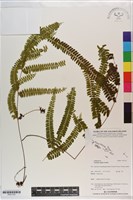 登錄號:P021123藏品圖，第1張