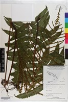 登錄號:P021124藏品圖，第1張